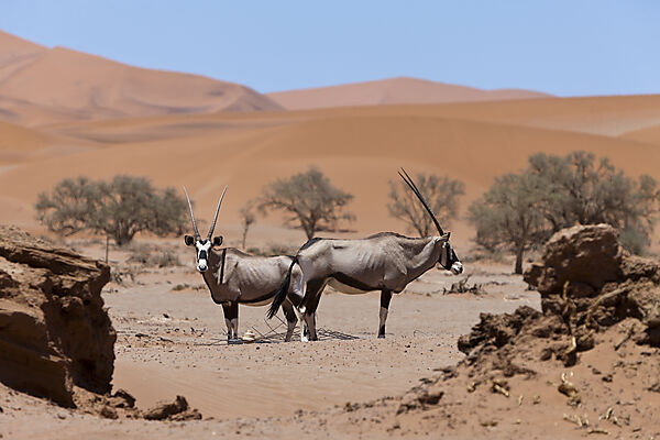 Spiessbock in Sossusvlei, Oryx gazella, Namib Naukluft Park, Namibia