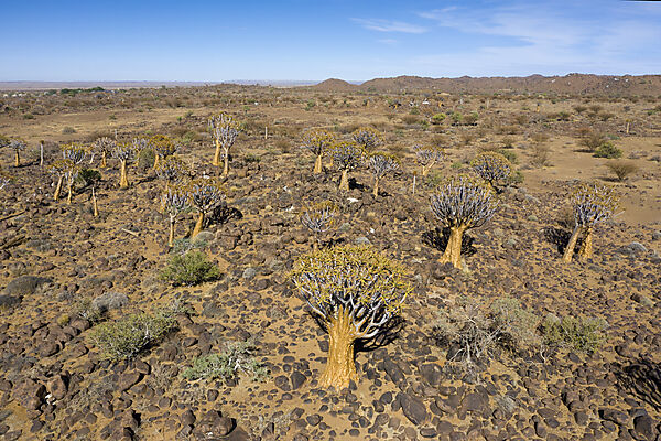 Impressionen vom Koecherbaumwald, Aloidendron dichotomum, Keetmanshoop, Namibia