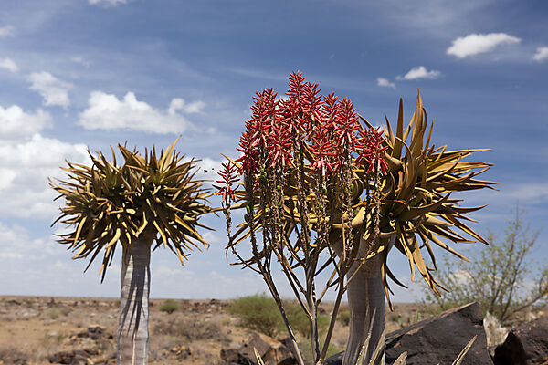 Impressionen vom Koecherbaumwald, Aloidendron dichotomum, Keetmanshoop, Namibia
