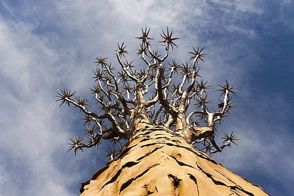 Krone eines Koecherbaum, Aloidendron dichotomum, Keetmanshoop, Namibia