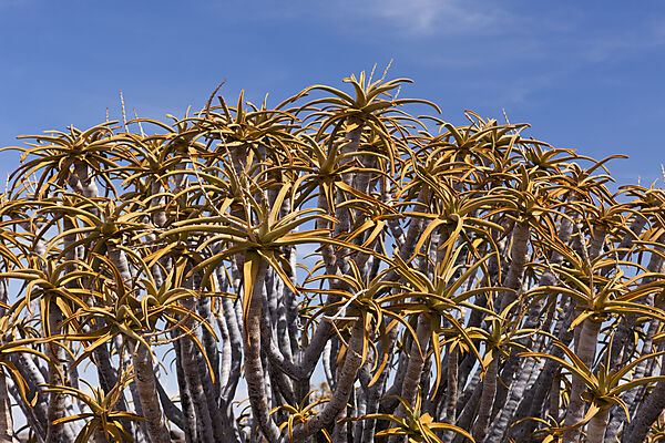 Krone eines Koecherbaum, Aloidendron dichotomum, Keetmanshoop, Namibia