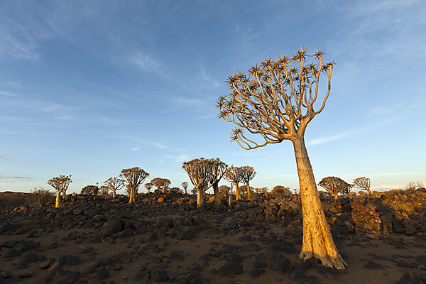 Koecherbaumwald bei Sonnenaufgang, Aloidendron dichotomum, Keetmanshoop, Namibia