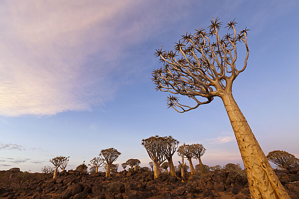 Koecherbaumwald bei Sonnenuntergang, Aloidendron dichotomum, Keetmanshoop, Namibia