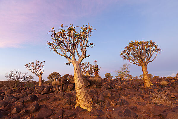 Koecherbaumwald bei Sonnenuntergang, Aloidendron dichotomum, Keetmanshoop, Namibia