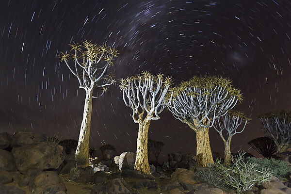 Milchtrasse ueber Koecherbaumwald bei Nacht, Aloidendron dichotomum, Keetmanshoop, Namibia