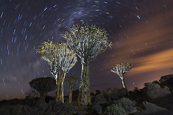 Milchtrasse ueber Koecherbaumwald bei Nacht, Aloidendron dichotomum, Keetmanshoop, Namibia