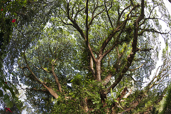 Vegetation in der Kimbe Bay, New Britain, Papua Neuguinea