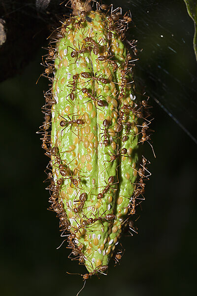 Ameisen auf eine Kakao Frucht, Formicidae, Kimbe Bay, New Britain, Papua Neuguinea