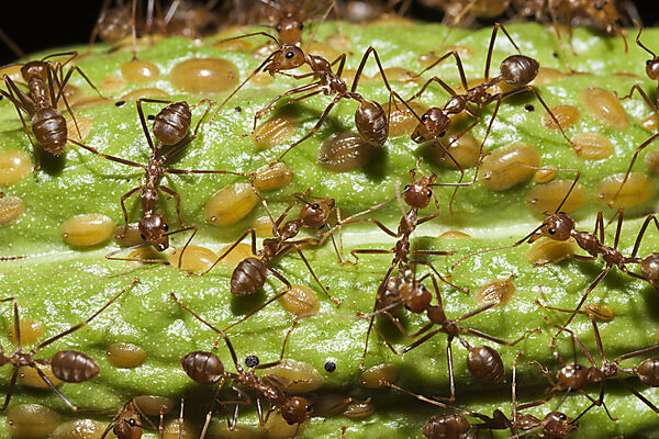 Ameisen auf eine Kakao Frucht, Formicidae, Kimbe Bay, New Britain, Papua Neuguinea