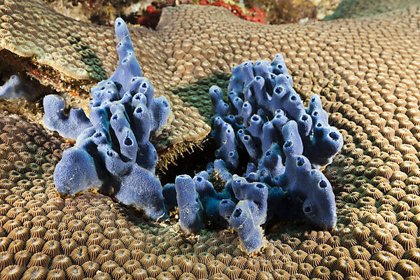 Blauer Meeres-Schwamm im Riff, Porifera, Kimbe Bay, New Britain, Papua Neuguinea