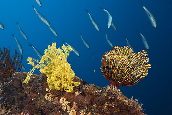 Federsterne am Riff, Comanthina schlegeli, Kimbe Bay, New Britain, Papua Neuguinea