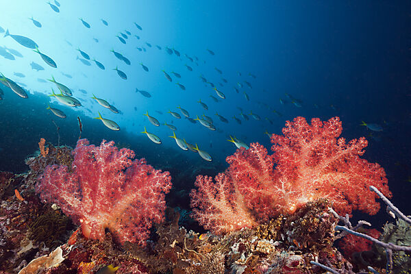 Weichkorallen am Riff, Dendronephthya, Kimbe Bay, New Britain, Papua Neuguinea