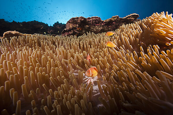 Halsband-Anemonenfische in Seeanemone, Amphiprion perideraion, Kimbe Bay, New Britain, Papua Neuguinea