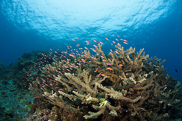 Pazifische Juwelen-Fahnenbarsche am Riff, Pseudanthias cheirospilos, Kimbe Bay, New Britain, Papua Neuguinea