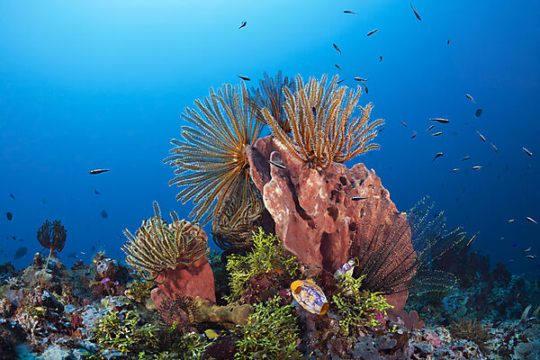 Federsterne am Riff, Comanthina schlegeli, Kimbe Bay, New Britain, Papua Neuguinea