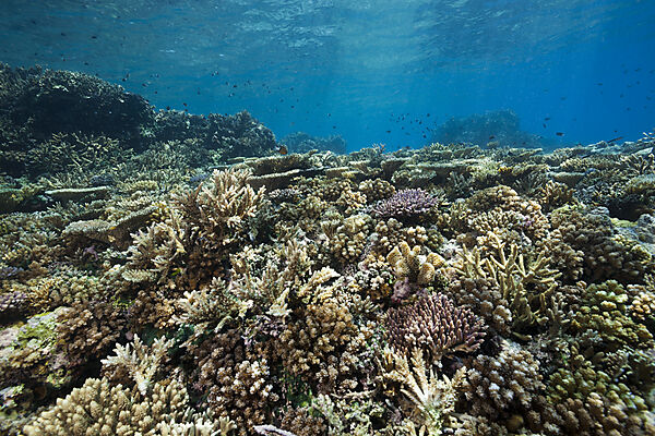 Gesundes Hartkorallen Riff, Acropora, Kimbe Bay, New Britain, Papua Neuguinea