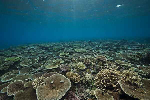 Gesundes Hartkorallen Riff, Acropora, Kimbe Bay, New Britain, Papua Neuguinea