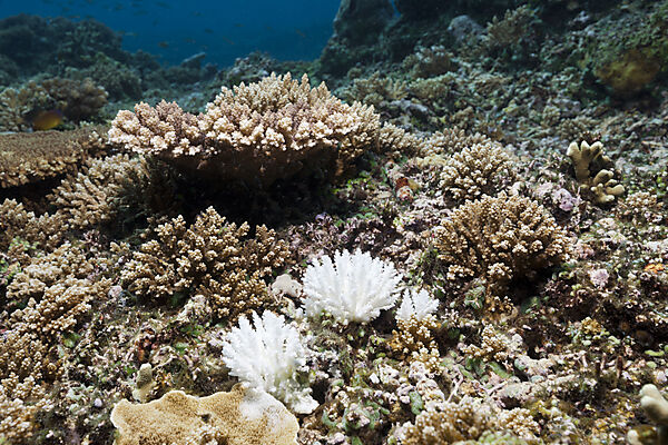 Korallenbleiche, Acropora, Kimbe Bay, New Britain, Papua Neuguinea