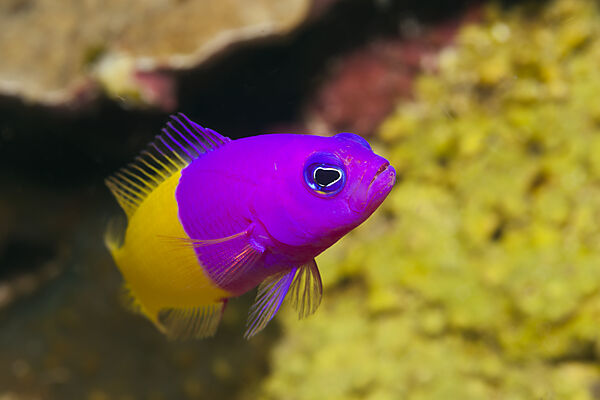 Nixen-Zwergbarsch, Pseudochromis paccagnellae, Kimbe Bay, New Britain, Papua Neuguinea