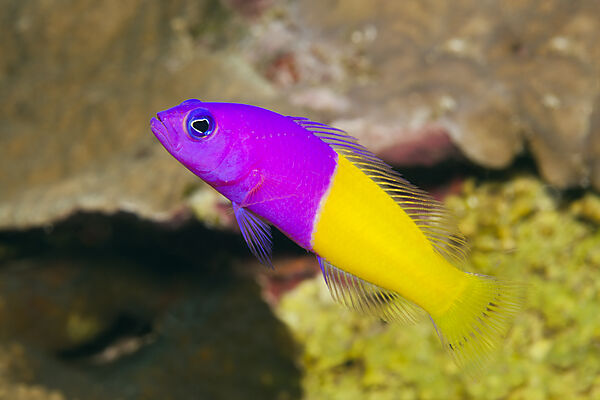 Nixen-Zwergbarsch, Pseudochromis paccagnellae, Kimbe Bay, New Britain, Papua Neuguinea