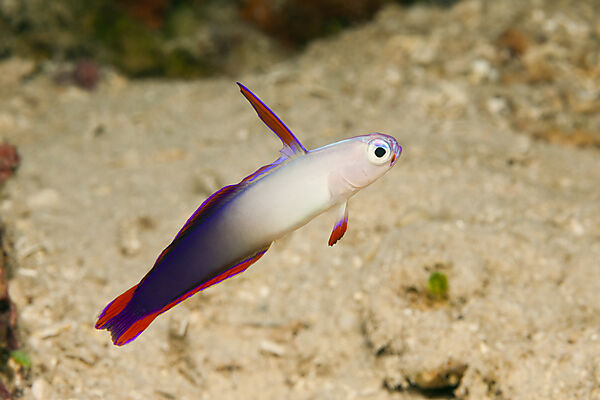 Dekor-Schwertgrundel, Nemateleotris decora, Kimbe Bay, New Britain, Papua Neuguinea
