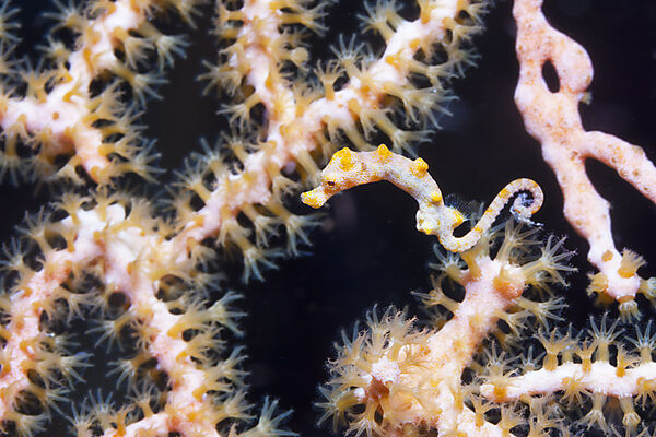 Zwerg-Seepferdchen, Hippocampus bargibanti, Kimbe Bay, New Britain, Papua Neuguinea