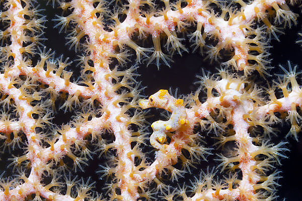 Zwerg-Seepferdchen, Hippocampus bargibanti, Kimbe Bay, New Britain, Papua Neuguinea