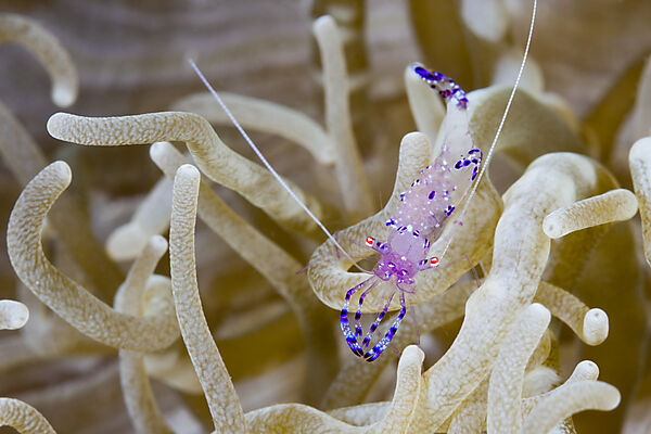 Partnergarnele in Anemone, Periclimenes tosaensis, Kimbe Bay, New Britain, Papua Neuguinea