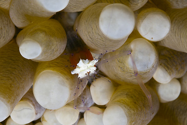 Pilzkorallen-Partnergarnele, Periclimenes kororensis, Kimbe Bay, New Britain, Papua Neuguinea