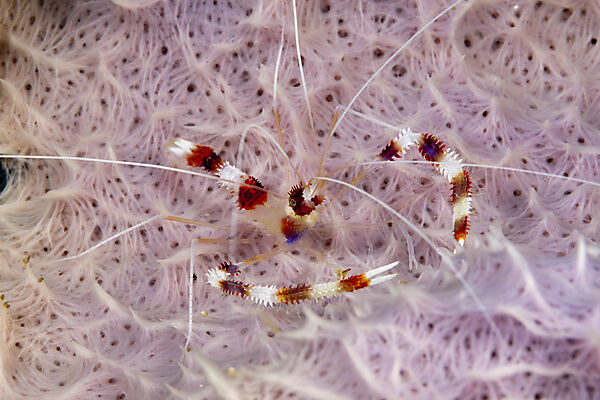 Gebaenderte Scherengarnele, Stenopus hispidus, Kimbe Bay, New Britain, Papua Neuguinea