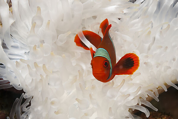 Stachel-Anemonenfisch, Premnas aculeatus, Kimbe Bay, New Britain, Papua Neuguinea