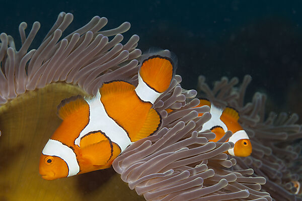 Orange-Ringel-Anemonenfische, Amphiprion ocellaris, Kimbe Bay, New Britain, Papua Neuguinea