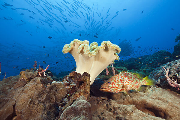 Spitzkopf-Zackenbarsch im Riff, Anyperodon leucogrammicus, Kimbe Bay, New Britain, Papua Neuguinea