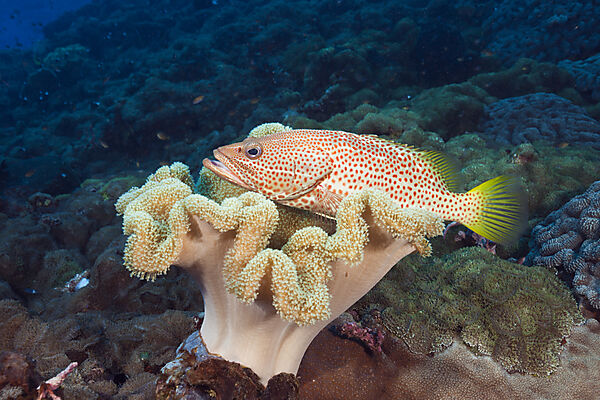 Spitzkopf-Zackenbarsch im Riff, Anyperodon leucogrammicus, Kimbe Bay, New Britain, Papua Neuguinea