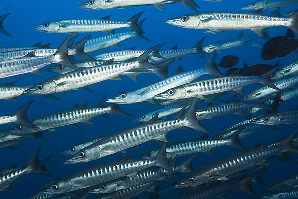 Schwarm Dunkelflossen-Barrakudas, Sphyraena qenie, Kimbe Bay, New Britain, Papua Neuguinea