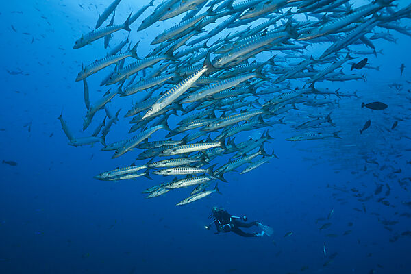 Schwarm Dunkelflossen-Barrakudas, Sphyraena qenie, Kimbe Bay, New Britain, Papua Neuguinea
