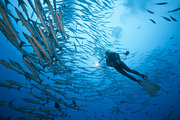 Schwarm Dunkelflossen-Barrakudas, Sphyraena qenie, Kimbe Bay, New Britain, Papua Neuguinea