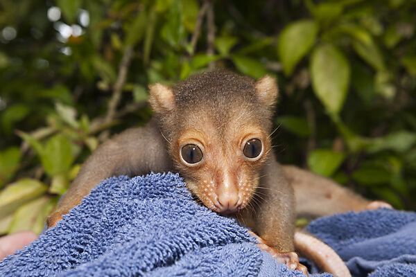 Eigentlicher Tuepfelkuskus Jungtier, Spilocuscus maculatus, New Ireland, Papua Neuguinea