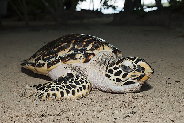 Echte Karettschildkroete, Eretmochelys imbricata, New Ireland, Papua Neuguinea