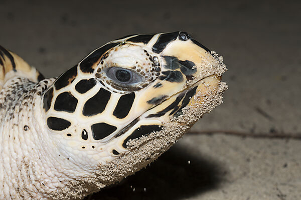 Echte Karettschildkroete, Eretmochelys imbricata, New Ireland, Papua Neuguinea