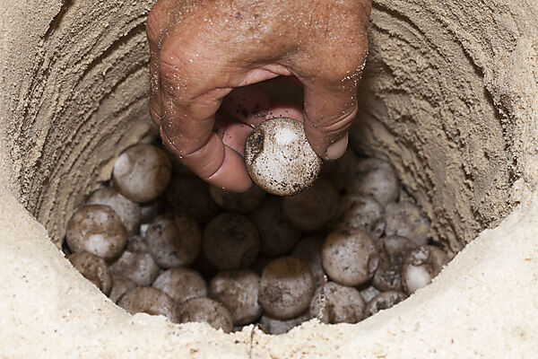 Eier in Schildkroeten Nest, Eretmochelys imbricata, New Ireland, Papua Neuguinea