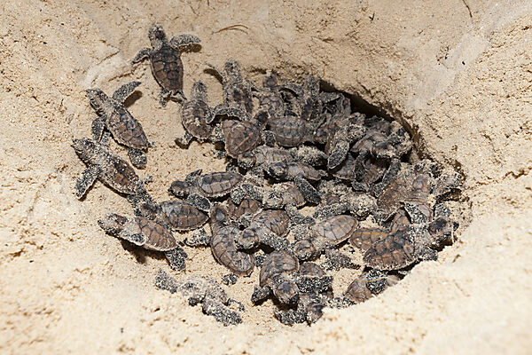 Echte Karettschildkroeten schluepfen, Eretmochelys imbricata, New Ireland, Papua Neuguinea
