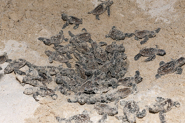 Echte Karettschildkroeten schluepfen, Eretmochelys imbricata, New Ireland, Papua Neuguinea