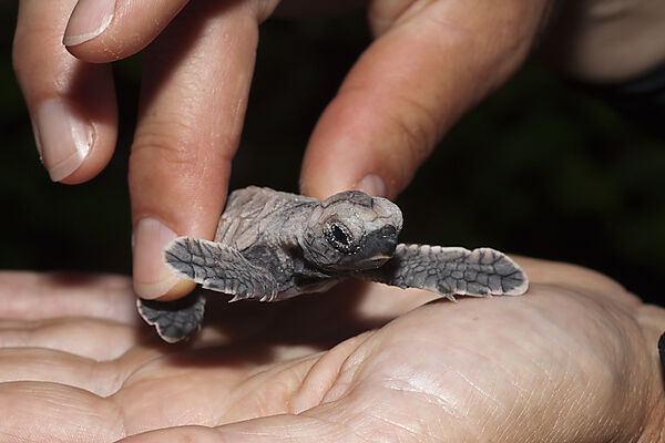 Echte Karettschildkroeten Schluepfling, Eretmochelys imbricata, New Ireland, Papua Neuguinea