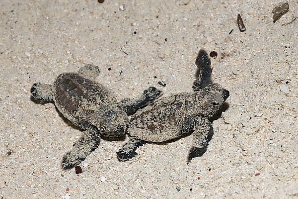 Echte Karettschildkroeten Schluepflinge, Eretmochelys imbricata, New Ireland, Papua Neuguinea