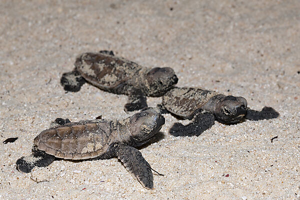 Echte Karettschildkroeten Schluepflinge, Eretmochelys imbricata, New Ireland, Papua Neuguinea