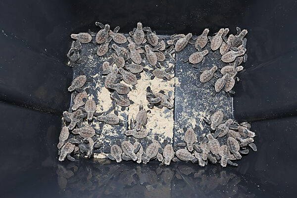 Echte Karettschildkroeten Schluepflinge, Eretmochelys imbricata, New Ireland, Papua Neuguinea