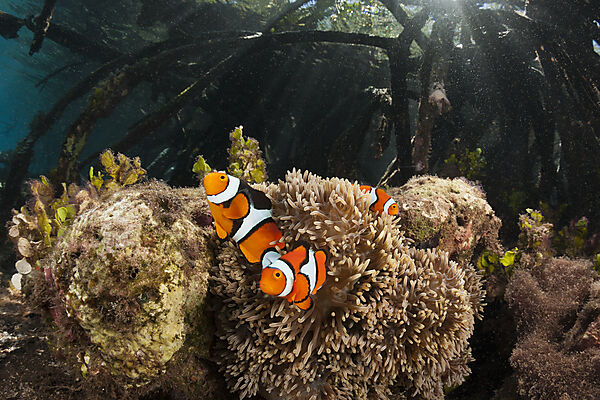Clown Anemonenfische in Mangroven, Amphiprion percula, New Ireland, Papua Neuguinea