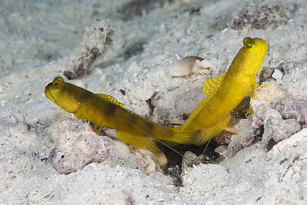 Paar Gelbe Waechtergrundeln, Cryptocentrus cinctus, New Ireland, Papua Neuguinea