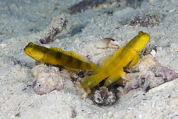 Paar Gelbe Waechtergrundeln, Cryptocentrus cinctus, New Ireland, Papua Neuguinea